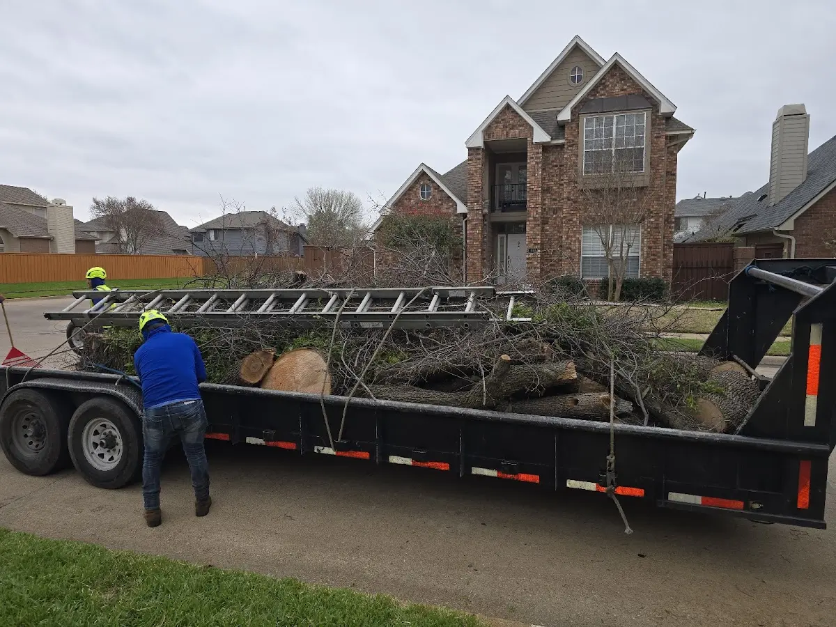 Expert Tree Removal with proper safety equipment in Hemet